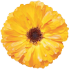 Die Ringelblume als Symbol der Naturheilpraxis Epe